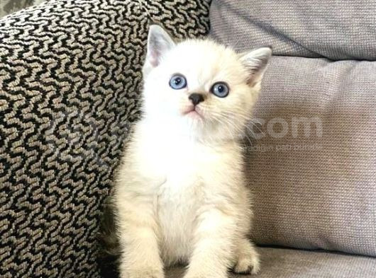 Mükemmel Güzelli̇kte Bri̇ti̇sh Short Hair Yavrular görsel