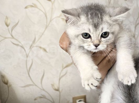 Orjinal Harika Golden Ve Silver British Shorthair Yavrular görsel