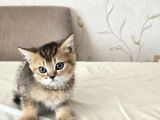 Orjinal Harika Golden Ve Silver British Shorthair Yavrular