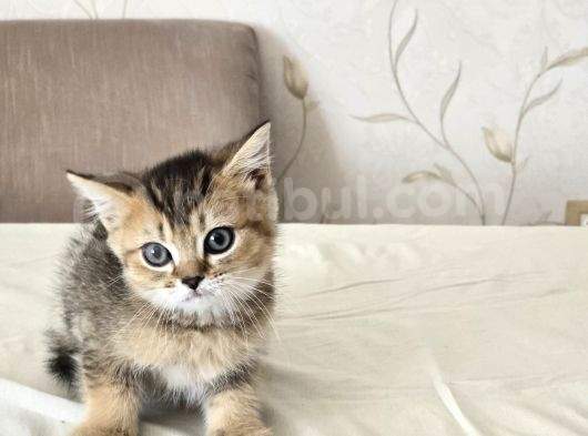 Orjinal Harika Golden Ve Silver British Shorthair Yavrular görsel