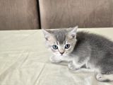Orjinal Harika Golden Ve Silver British Shorthair Yavrular