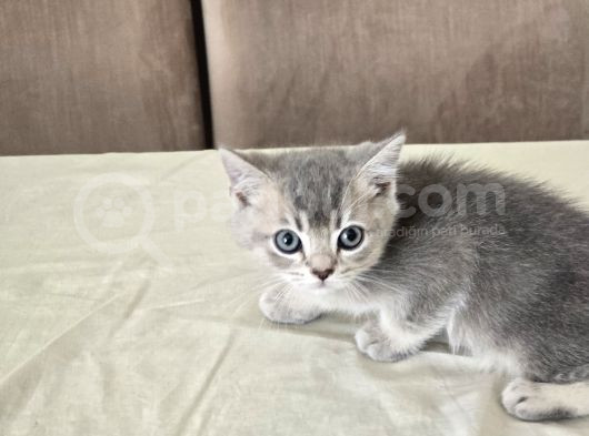Orjinal Harika Golden Ve Silver British Shorthair Yavrular görsel