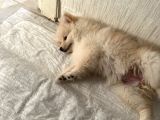 Yavru Köpek Şanss