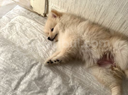 Yavru Köpek Şanss görsel