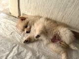 Yavru Köpek Şanss