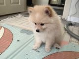 Yavru Köpek Şanss