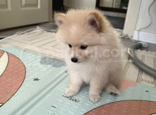 Yavru Köpek Şanss görsel