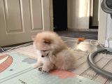 Yavru Köpek Şanss