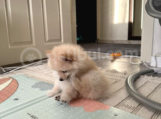 Yavru Köpek Şanss görsel