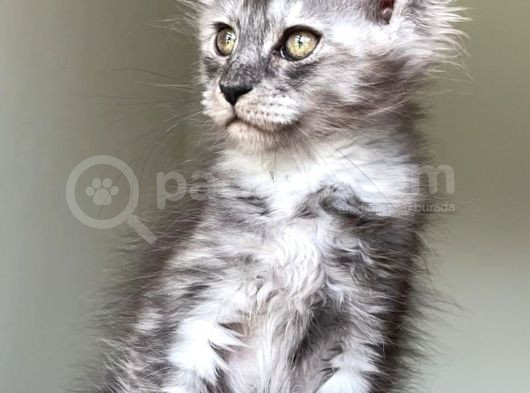 Show Class Safkan Aslan Yeleli Blacksmoke Mainecoon görsel