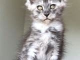 Show Class Safkan Aslan Yeleli Blacksmoke Mainecoon