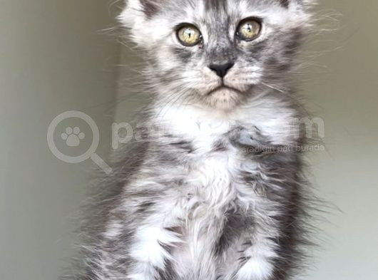 Show Class Safkan Aslan Yeleli Blacksmoke Mainecoon görsel