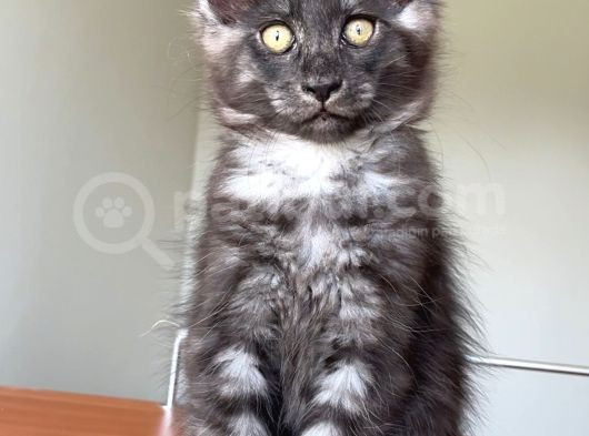 Show Class Safkan Aslan Yeleli Blacksmoke Mainecoon görsel