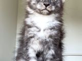 Show Class Safkan Aslan Yeleli Blacksmoke Mainecoon