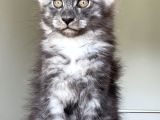 Show Class Safkan Aslan Yeleli Blacksmoke Mainecoon