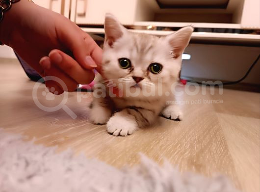 Kayseri̇den Safkan Bri̇ti̇sh Shorthai̇r Yavrular görsel