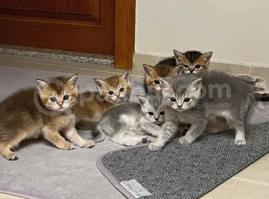 Orjinal Harika Golden Ve Silver British Shorthair Yavrular