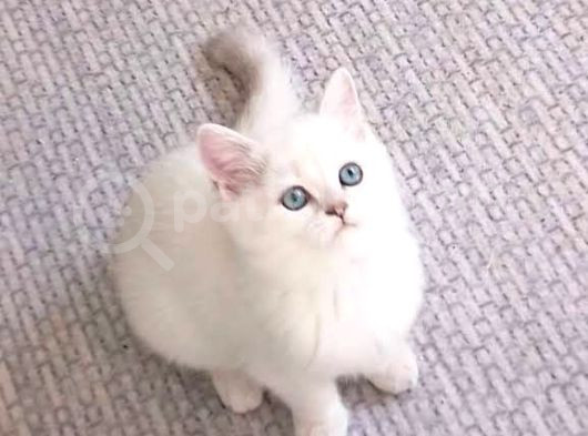 Mükemmel Güzelli̇kte Bri̇ti̇sh Short Hair Yavrular görsel