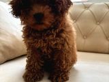 Toy Poodle