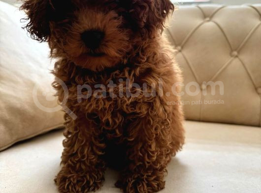 Toy Poodle görsel