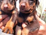 Şampiyon Soydan Doberman Yavrular