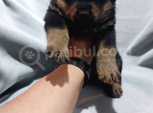 Erkekdişi Rotwiller görsel