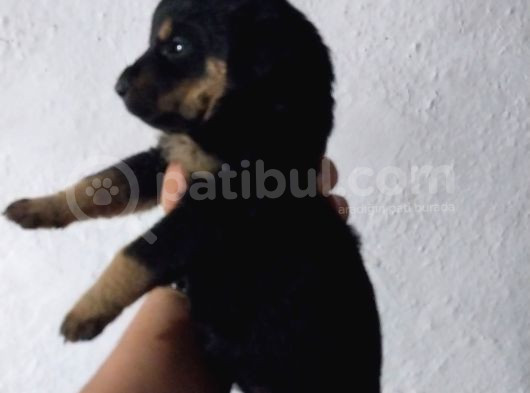 Erkekdişi Rotwiller görsel