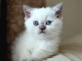 Nadi̇r Bulunan Safkan British Chocolate Kedi̇ler
