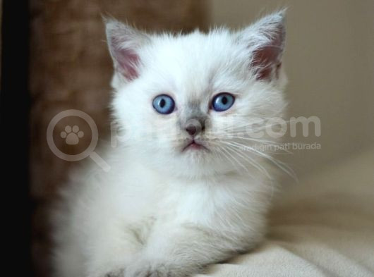 Nadi̇r Bulunan Safkan British Chocolate Kedi̇ler görsel