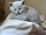 Nadi̇r Bulunan Safkan British Chocolate Kedi̇ler