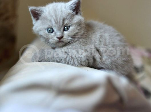 Nadi̇r Bulunan Safkan British Chocolate Kedi̇ler görsel