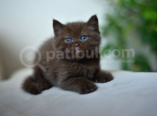Nadi̇r Bulunan Safkan British Chocolate Kedi̇ler görsel