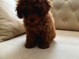 Toy Poodle