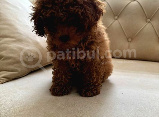 Toy Poodle görsel