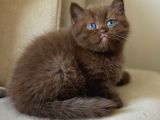 NADİR BULUNAN SAFKAN BRITISH CHOCOLATE KEDİLER