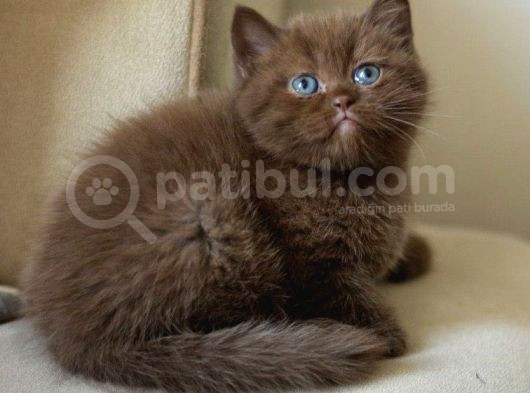 Nadi̇r Bulunan Safkan British Chocolate Kedi̇ler