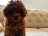 Toy poodle