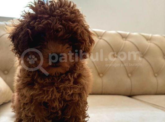 Toy Poodle