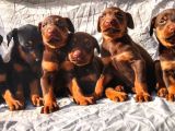 Şampiyon Soydan Doberman Yavrular