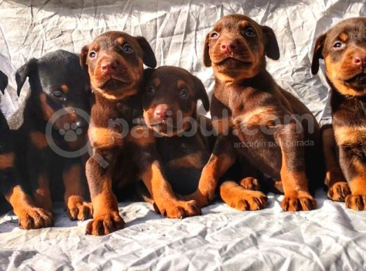 Şampiyon Soydan Doberman Yavrular görsel