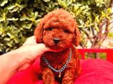 Mini Boy Puppy Kıpkırmızı Red Tooy Poodle 