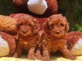 Tooy Poodle Cinsi Kıpkırmızı Red Mini Boy 
