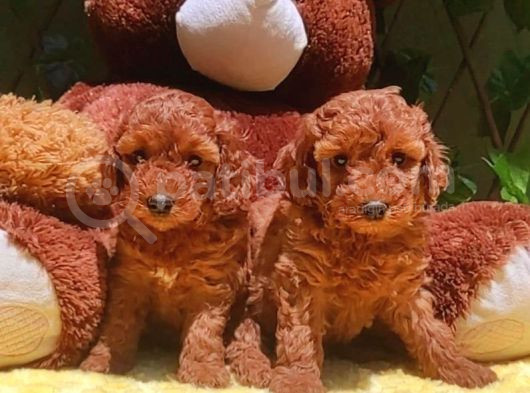 Mini Boy Puppy Kıpkırmızı Red Tooy Poodle 