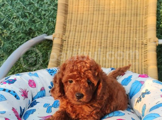 Redbrawn Korekan Poodle