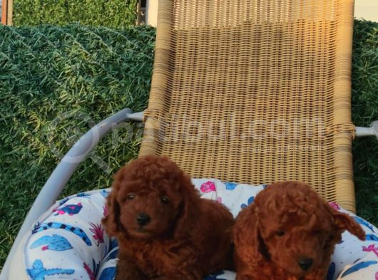 Redbrawn Korekan Poodle görsel