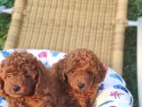Redbrawn Korekan Poodle