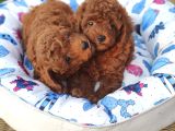 Redbrawn Korekan Poodle
