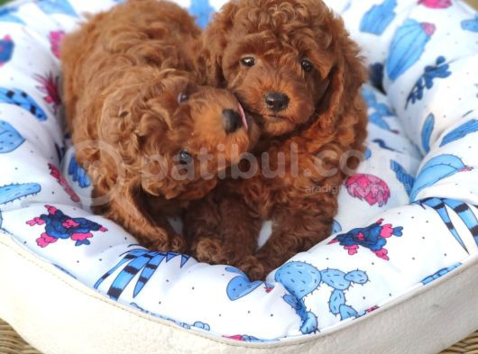 Redbrawn Korekan Poodle görsel