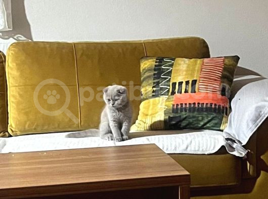 Güzeller Güzeli görsel
