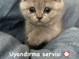 Güzeller Güzeli